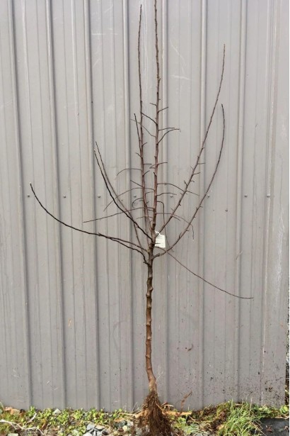 Саджанець абрикоса Меджик Кот з голим корене